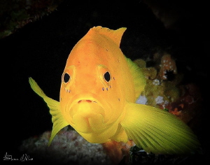 Gazing at his reflection by Steven Miller 